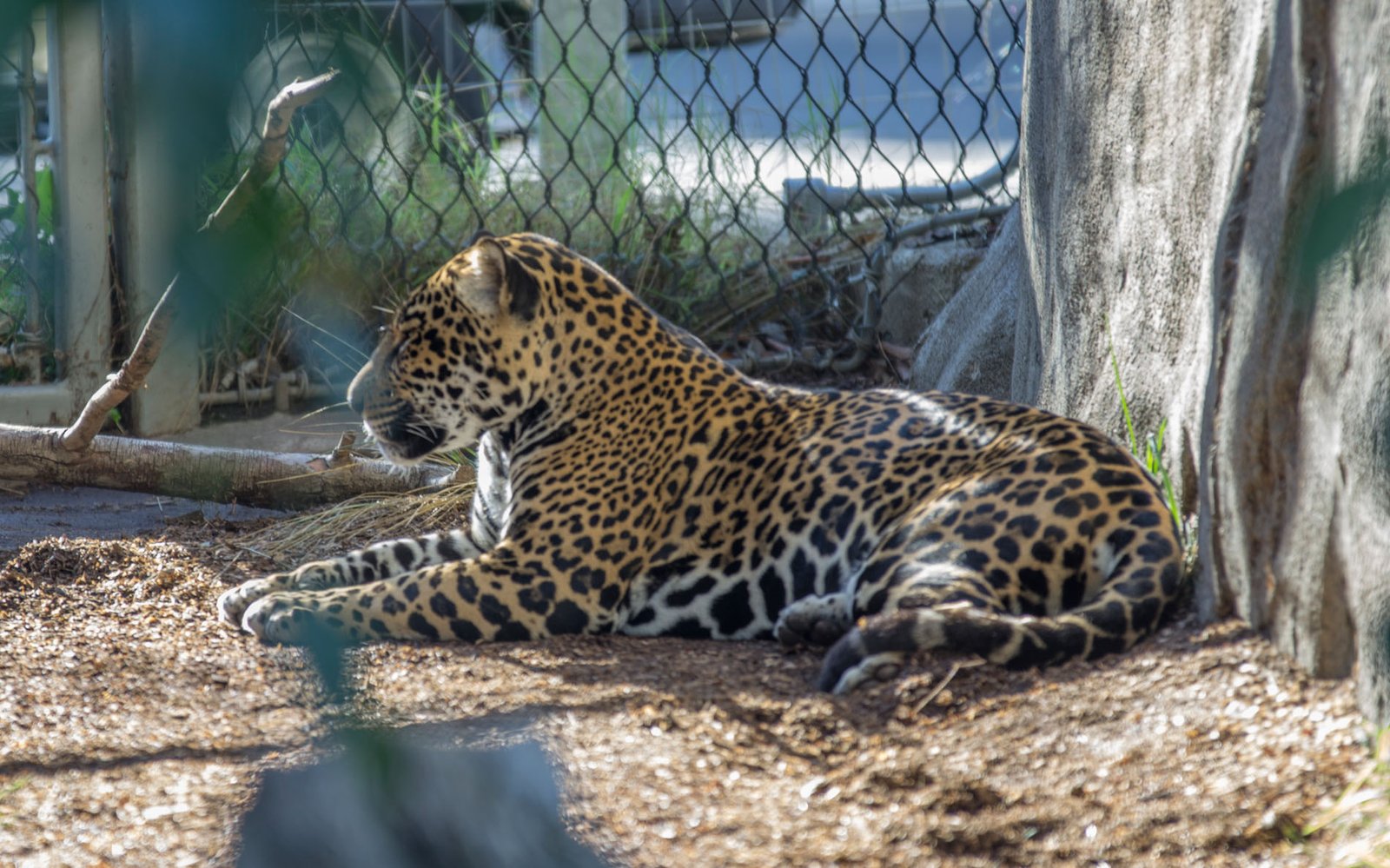 San Diego Zoo Part I 064
